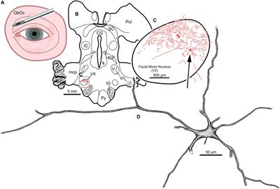 Transduction of Craniofacial Motoneurons Following Intramuscular Injections of Canine Adenovirus Type-2 (CAV-2) in Rhesus Macaques